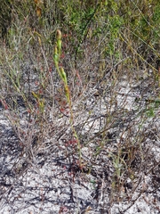 Pterostylis nigricans
