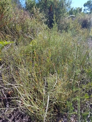 Pterostylis nigricans