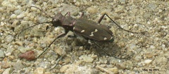 Cicindela gemmata