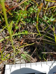 Pterostylis nigricans