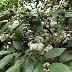 Symplocos paniculata