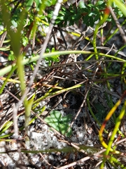 Pterostylis nigricans