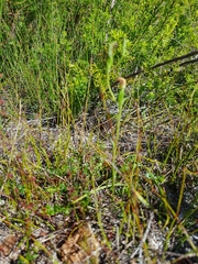 Pterostylis nigricans