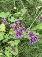 Verbena intermedia