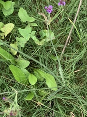 Verbena intermedia
