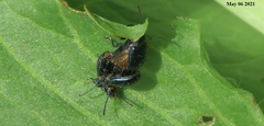 Gastrophysa atrocyanea