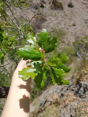 Quercus × macdonaldii
