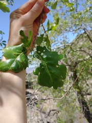 Quercus × macdonaldii