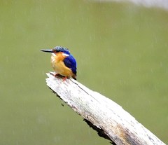 Corythornis vintsioides