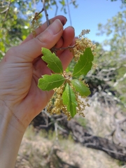 Quercus × macdonaldii