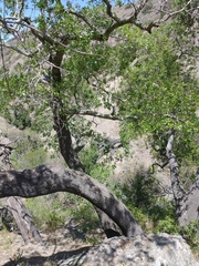Quercus × macdonaldii