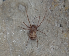 Scytodes