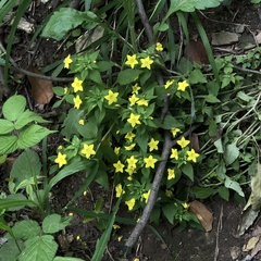 Lysimachia grammica