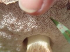 Austroboletus lacunosus