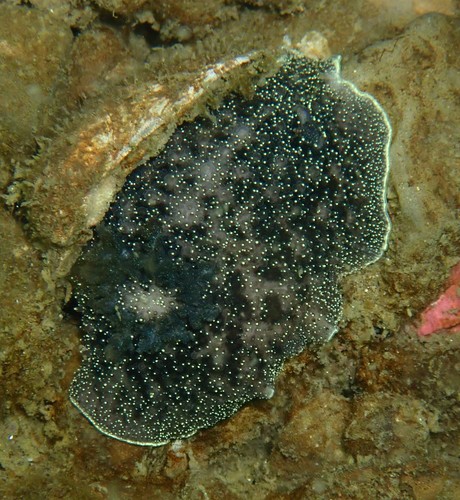 Nanaimo Dorid
