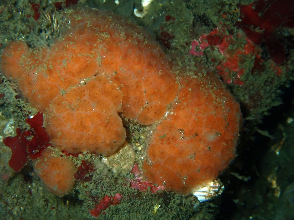 Sea Pork
