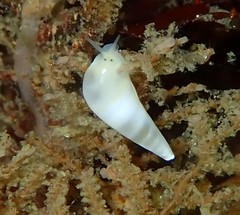 Melanella micans