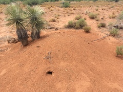 Dipodomys spectabilis