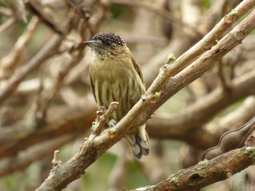 Picumnus olivaceus