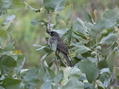 Stomiopera unicolor