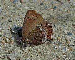 Callophrys mossii