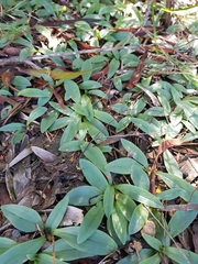 Arthrochilus prolixus