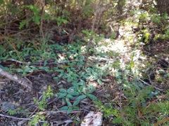 Arthrochilus prolixus