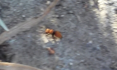 Pseudomethoca anthracina