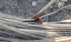 Pseudomethoca anthracina