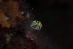Cyproidea ornata