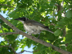 Philemon argenticeps
