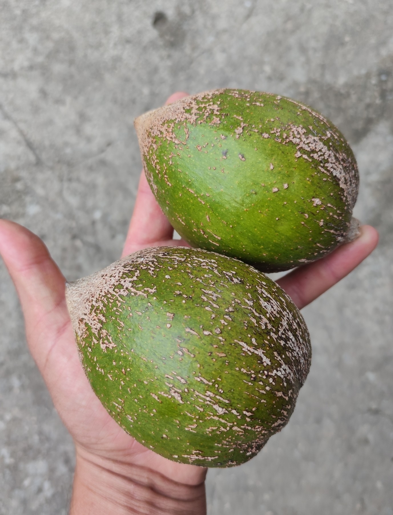 Pouteria viridis