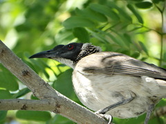 Philemon argenticeps