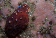 Alcyonidium nodosum