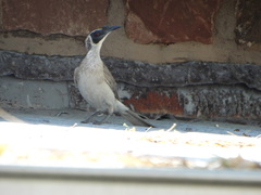 Philemon argenticeps