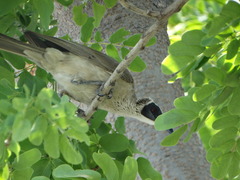 Philemon argenticeps