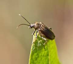 Brachysomida californica
