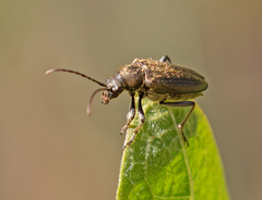 Brachysomida californica