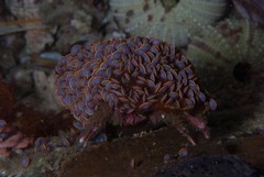 Ochlesis lenticulosus