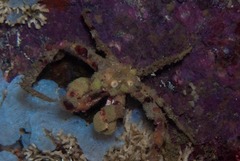 Achaeopsis spinulosa