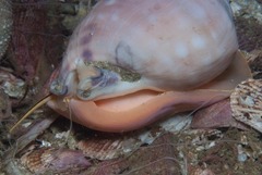 Semicassis zeylanica