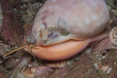 Semicassis zeylanica