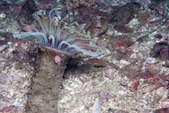 Ceriantheopsis austroafricanus