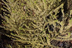 Aspalathus hirta hirta