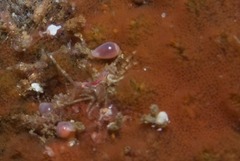 Gibberula dulcis