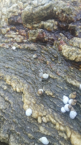 Echinolittorina modesta