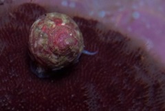 Gibbula multicolor