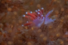 Paraflabellina funeka