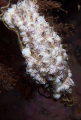 Notomegabalanus algicola