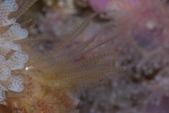 Antennella